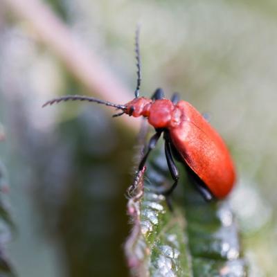 Cardinal  rouge (pyrochroa serraticornis)