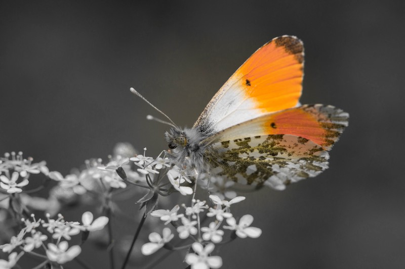 Aurore ( Anthocharis cardamines)