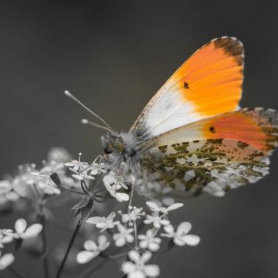 Aurore ( Anthocharis cardamines)