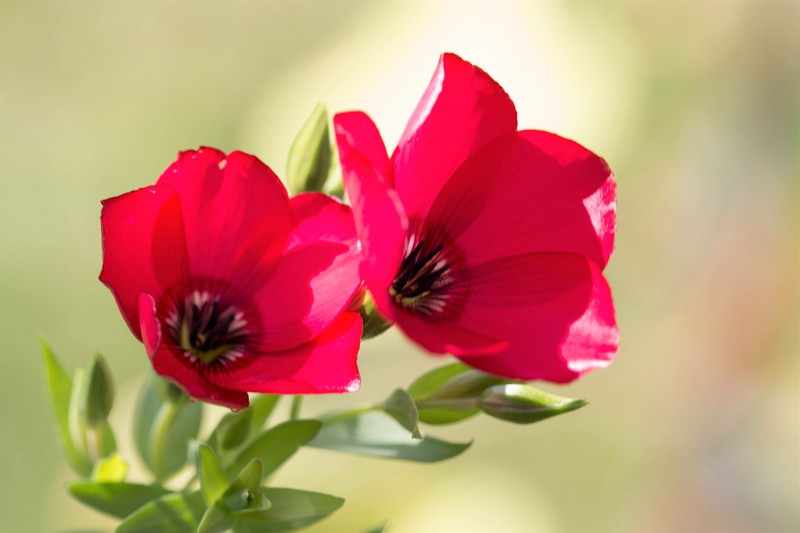 Lins à grandes fleurs (Linum grandiflorum rubrum)