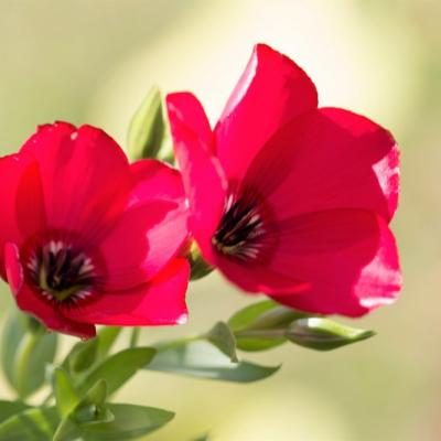 Lins à grandes fleurs (Linum grandiflorum rubrum)