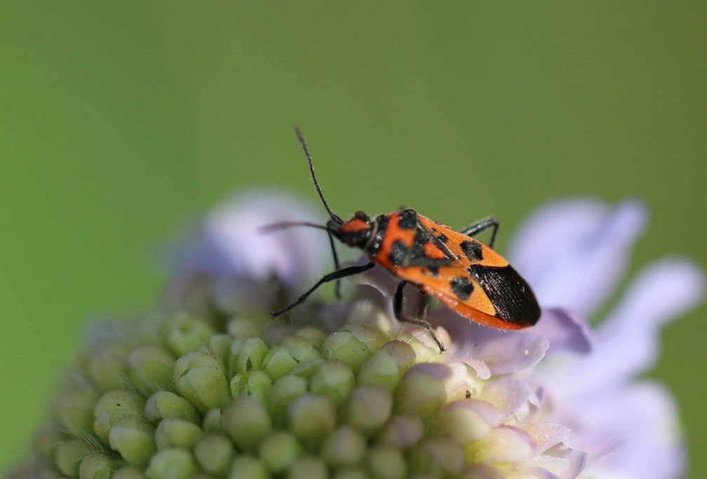 Punaise de la jusquiame ( corizus hyoscyami)