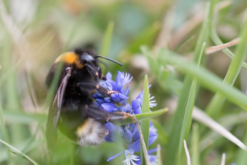 Bourdon terrestre( Bombus terrestris)