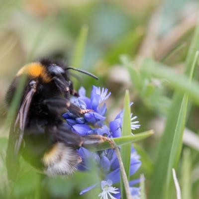 Bourdon terrestre( Bombus terrestris)