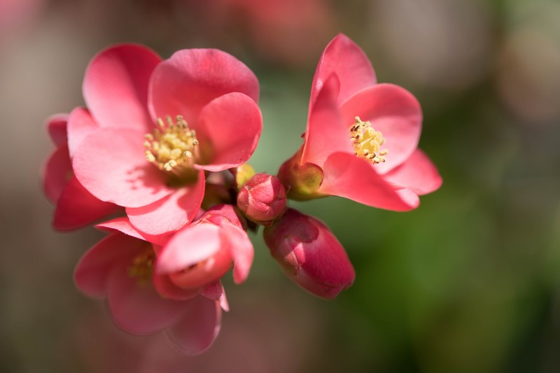 Pommier du Japon (Malus floribunda)