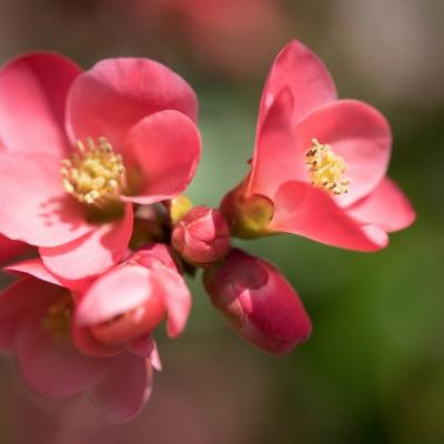 Pommier du Japon (Malus floribunda)