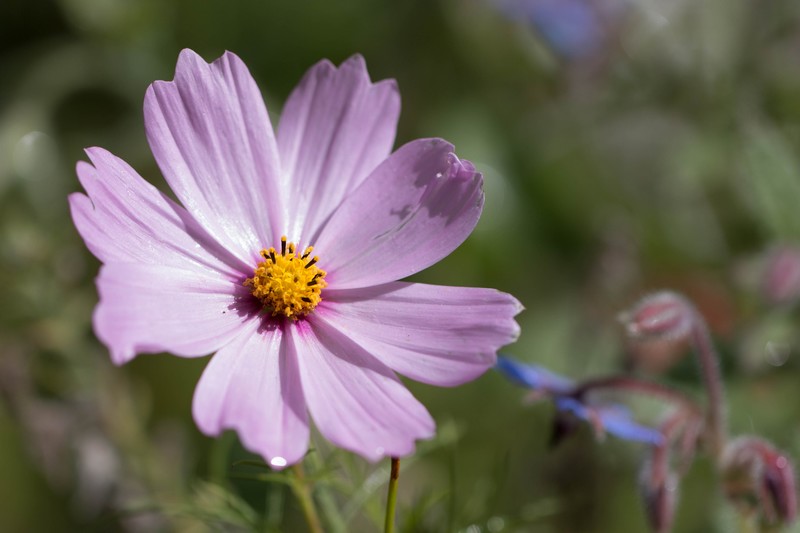 Cosmos ( Cosmos bipinnatus)