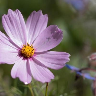 Cosmos ( Cosmos bipinnatus)