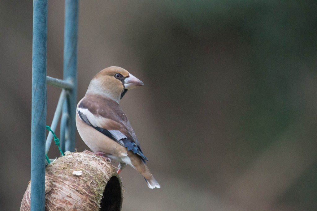  Grosbec casse-noyau (Coccothraustes coccothraustes)