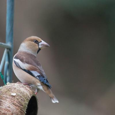  Grosbec casse-noyau (Coccothraustes coccothraustes)