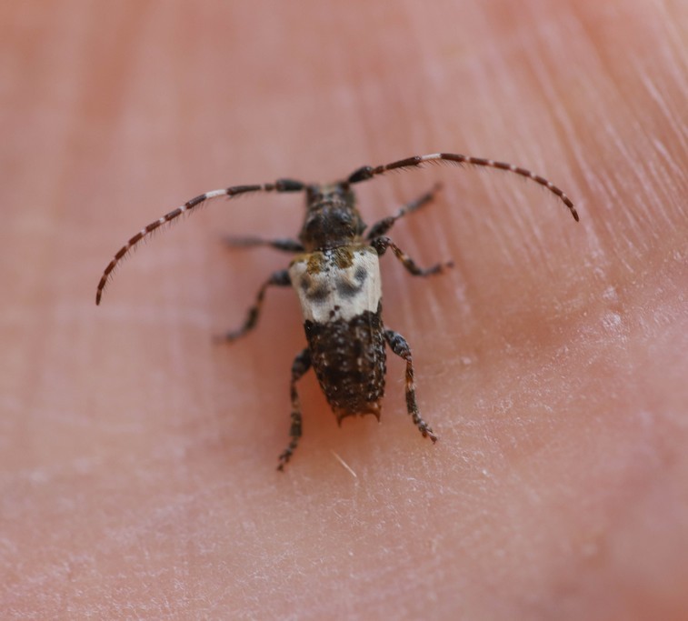  Capricorne a etuis denteles (eupogonocherus hispidulus) 