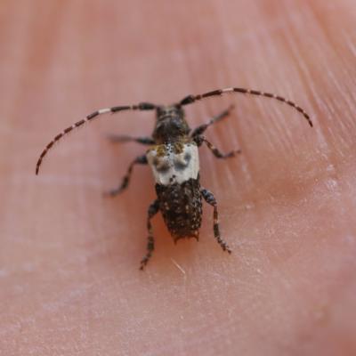  Capricorne a etuis denteles (eupogonocherus hispidulus) 