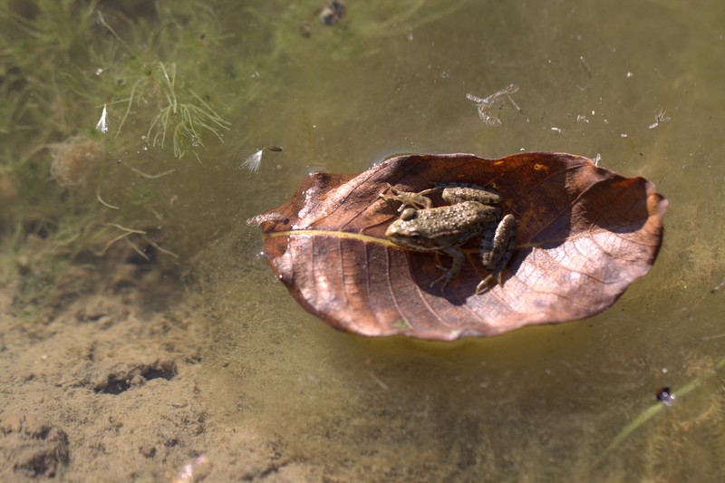  Grenouille rousse