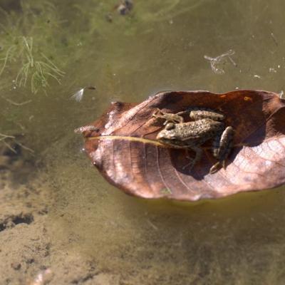  Grenouille rousse