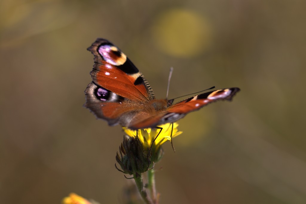 Paon du jour ( Inachis io)