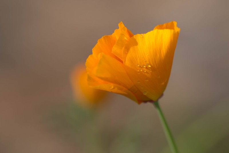 Eschscholtzia (Eschscholzia californica)