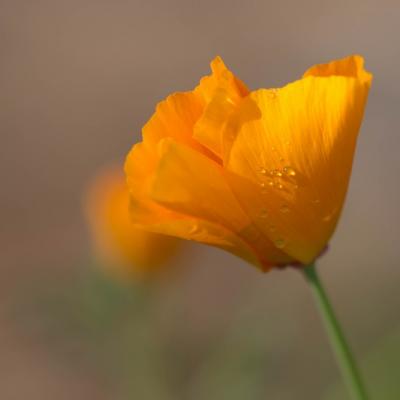 Eschscholtzia (Eschscholzia californica)