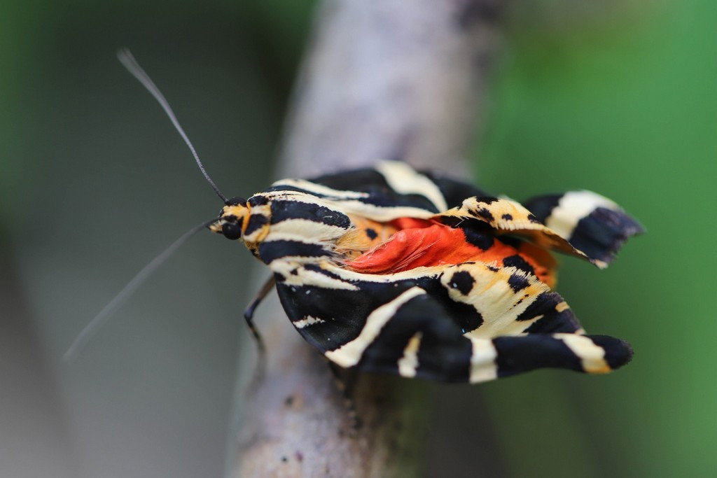  Ecaille chinée (euplagia quadripunctaria) 