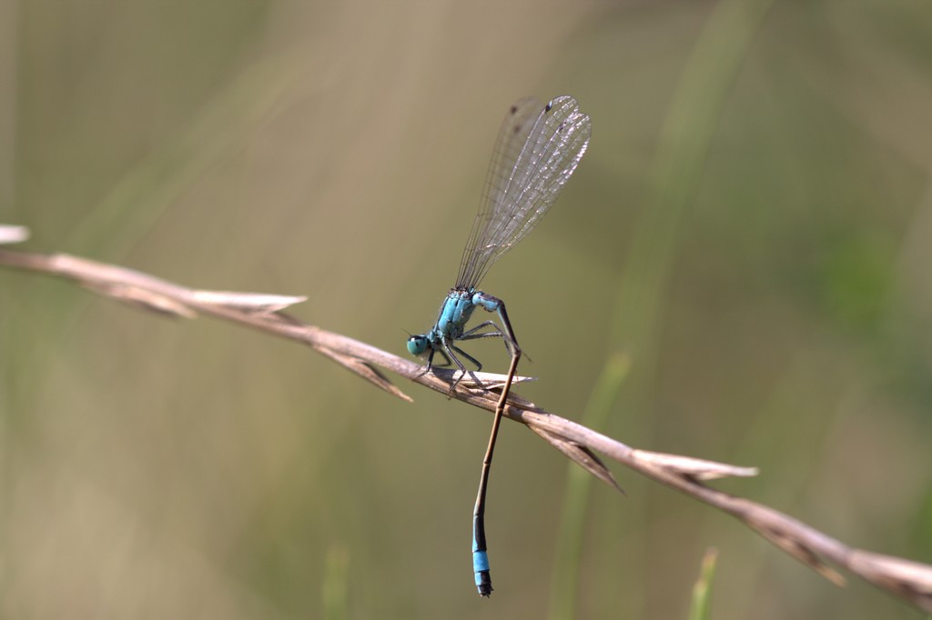 Demoiselle (Zygoptera)