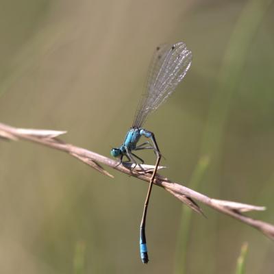 Demoiselle (Zygoptera)