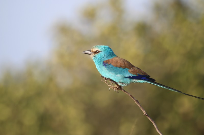 Sénégal