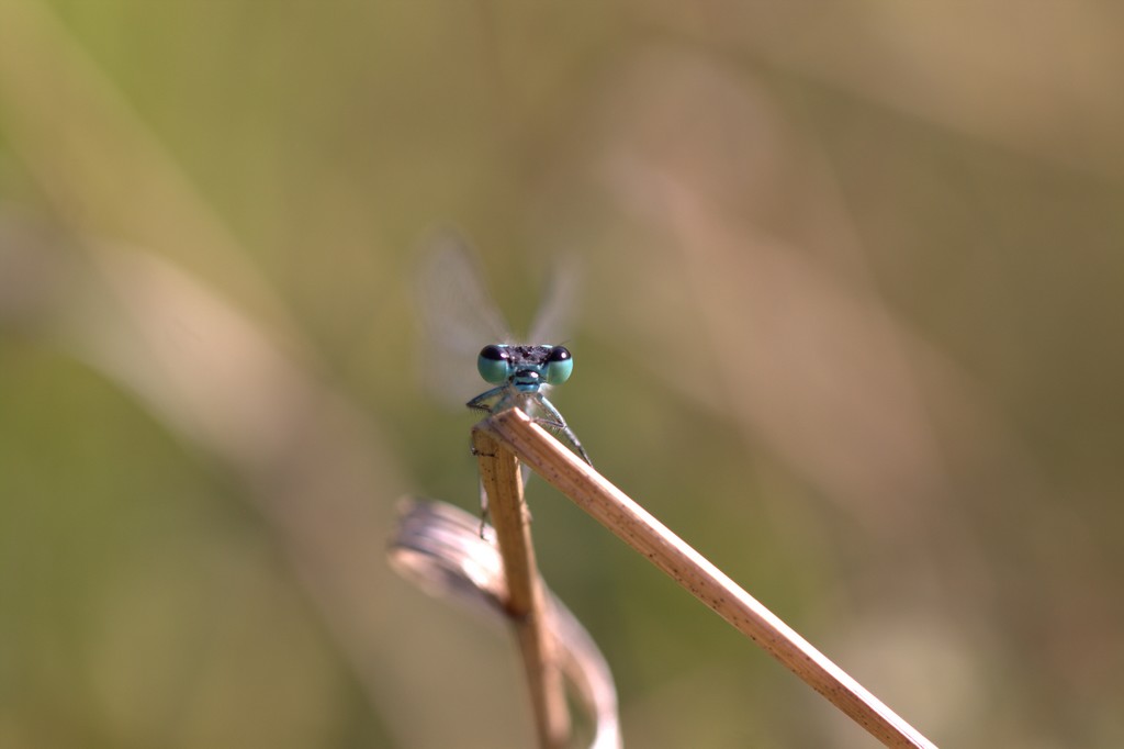 Demoiselle (Zygoptera)