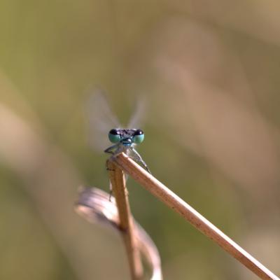 Demoiselle (Zygoptera)