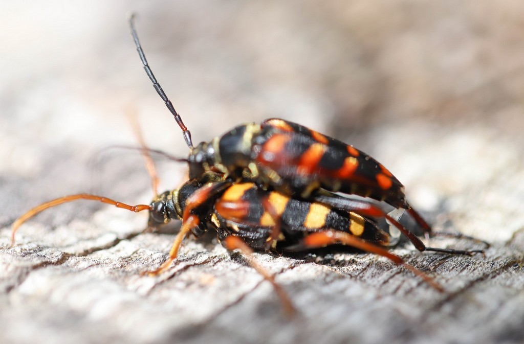 Lepture abeille (leptura aurulenta )