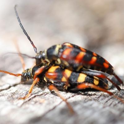 Lepture abeille (leptura aurulenta )