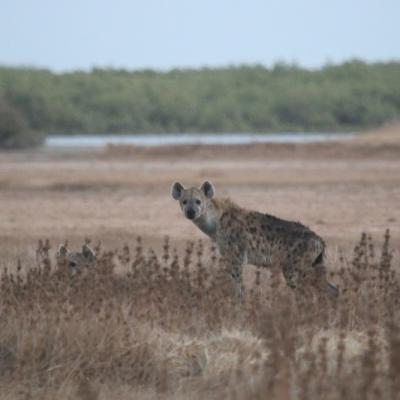 Sénégal