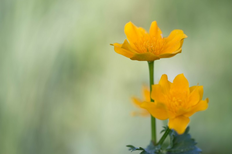 Trolle (Trollius chinensis)