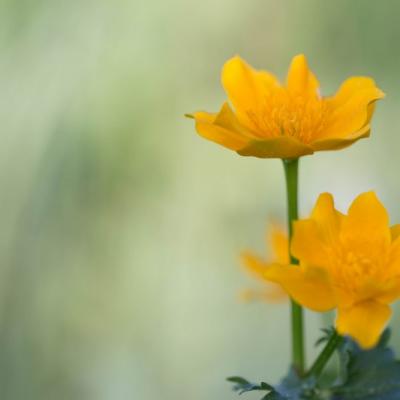 Trolle (Trollius chinensis)