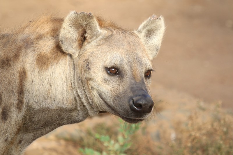 Sénégal