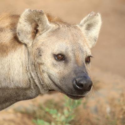 Sénégal