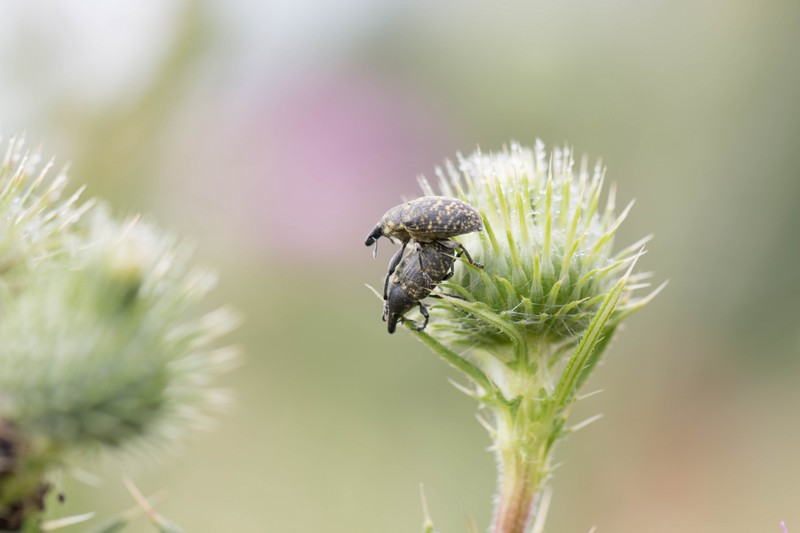 Larinus turbinatus ( curculionidae)