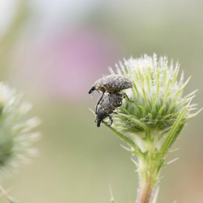 Larinus turbinatus ( curculionidae)