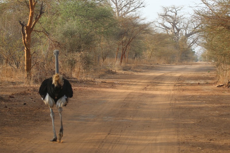 Sénégal