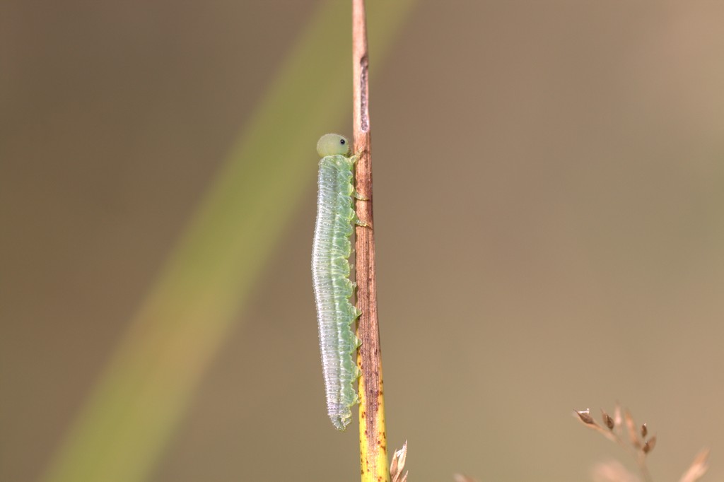 Chenille de Satyridae