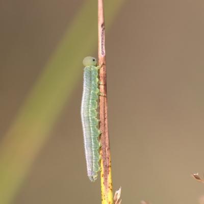 Chenille de Satyridae