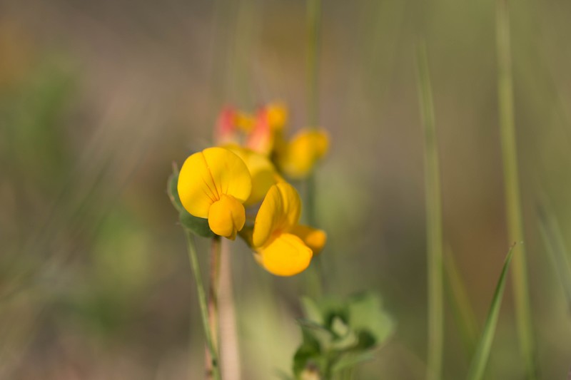 Lotier commun (Lotus corniculatus)