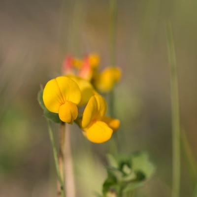 Lotier commun (Lotus corniculatus)