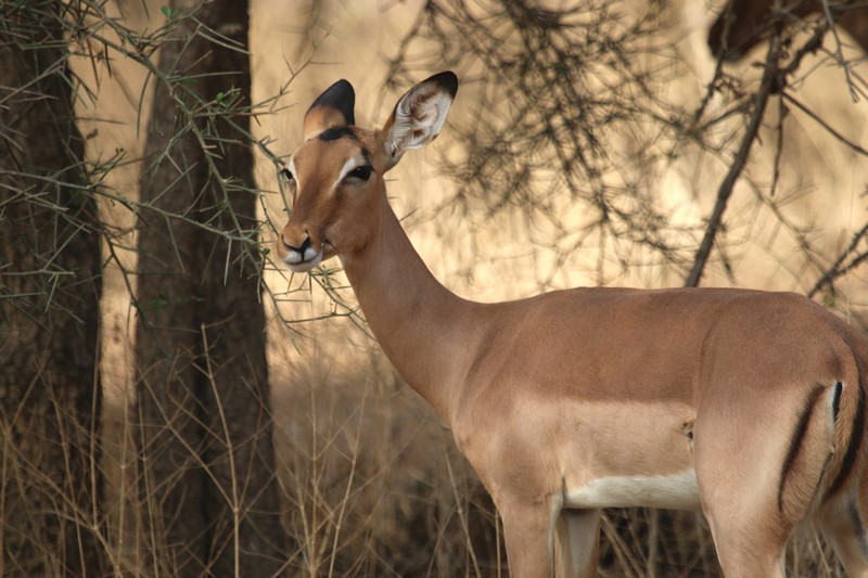 Sénégal