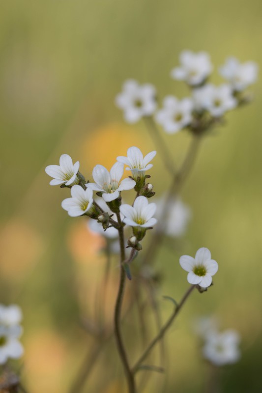 Saxifrage à bulbilles (Saxifraga granulata)