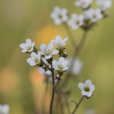 Saxifrage à bulbilles (Saxifraga granulata)