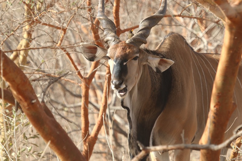 Sénégal