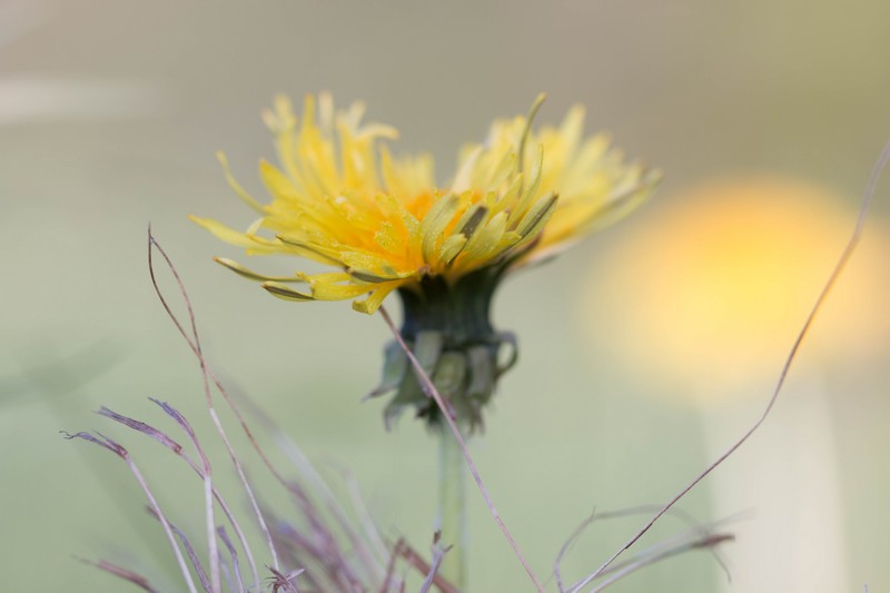 Costolina giuncolina (hypochaeris radicata)