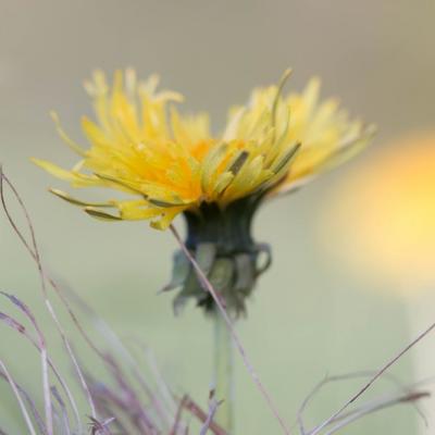 Costolina giuncolina (hypochaeris radicata)