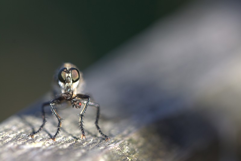 Mouche à toison (Asidilae)