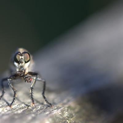 Mouche à toison (Asidilae)