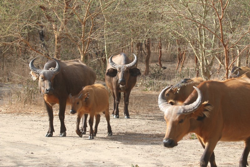 Sénégal